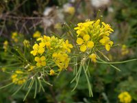 Sisymbrium loeselii 5, Spiesraket, Saxifraga-Ab H Baas
